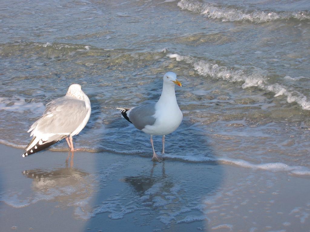 Ferienwohnung Sonnenschein Schonberger Strand Buitenkant foto
